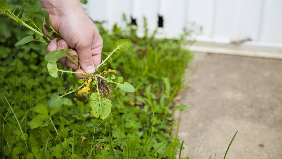 pulling weeds